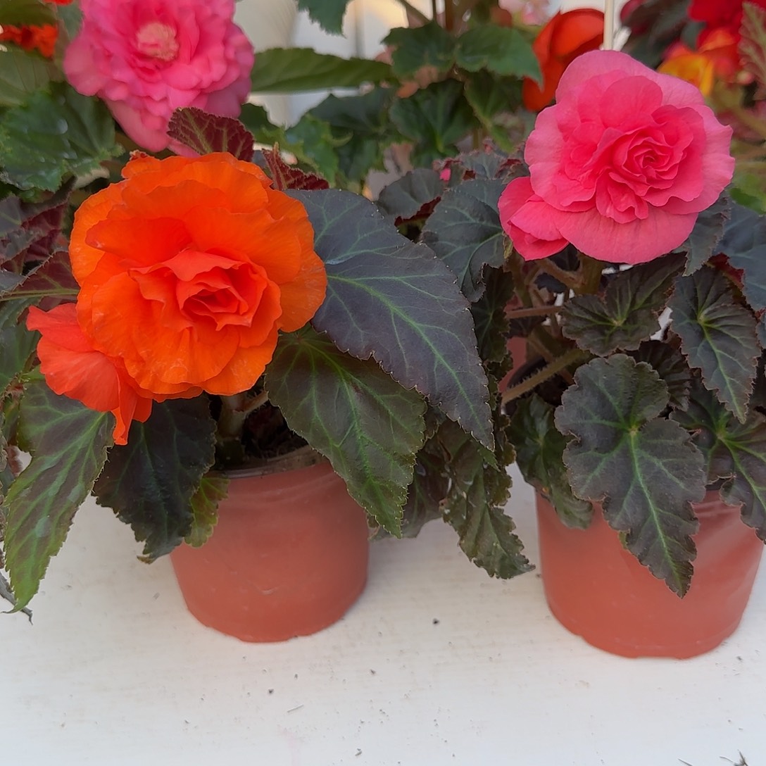 摩卡粉➕摩卡橙 夫妻