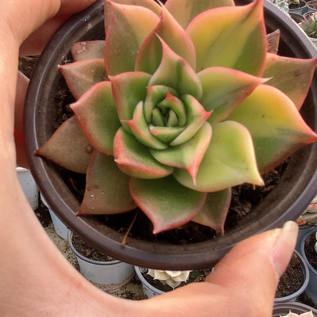 120藏宝图锦锦锦锦锦锦