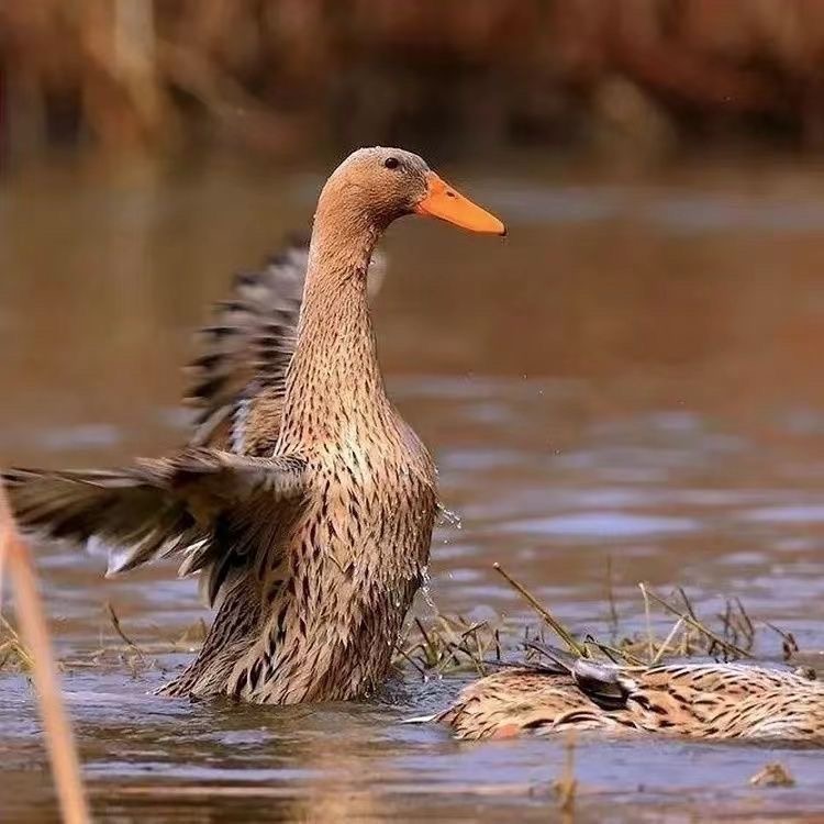 宠物《金定鸭》活体包邮001