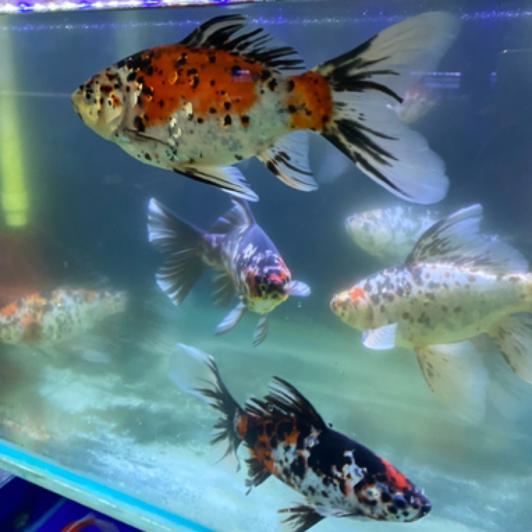 大长尾百褶尾兰花草金鱼观赏鱼冷水鱼淡水鱼好养耐活25至30厘米