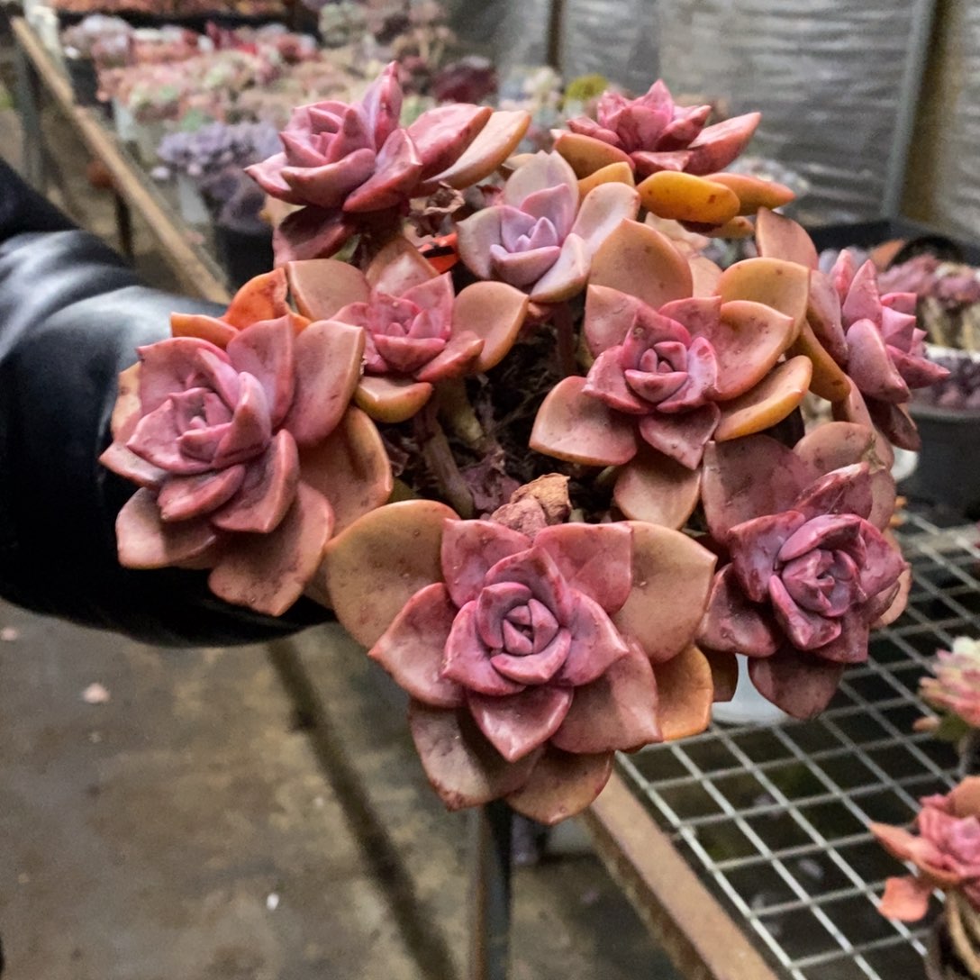 琉璃盏整桩整群老桩