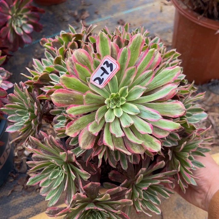 粉霞多肉植物2-13