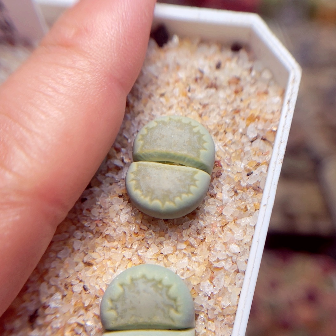 璐***妈518号带盆盆包邮发货