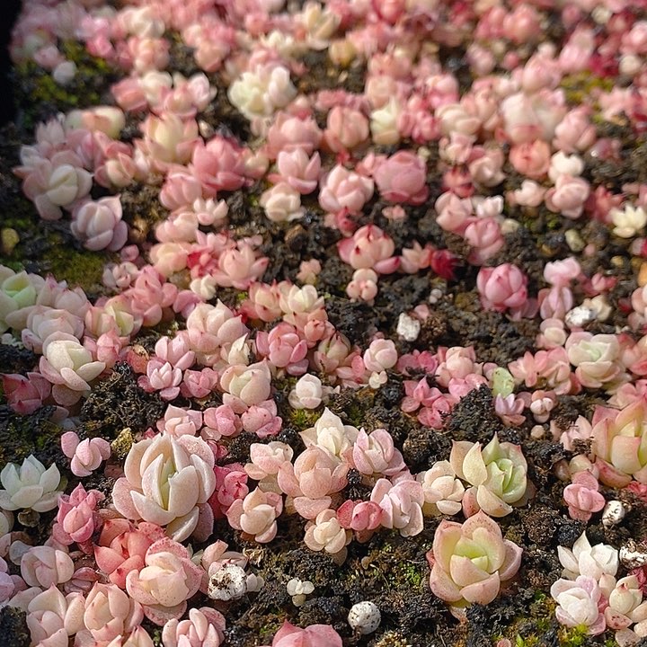 250 多肉植物盆栽花卉植物