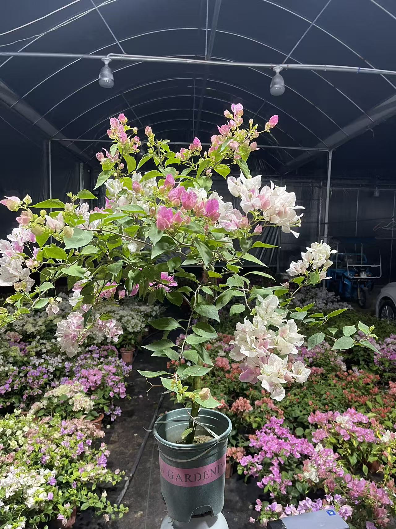 一物一拍三角梅品种勤花好养四季开花原盆原土