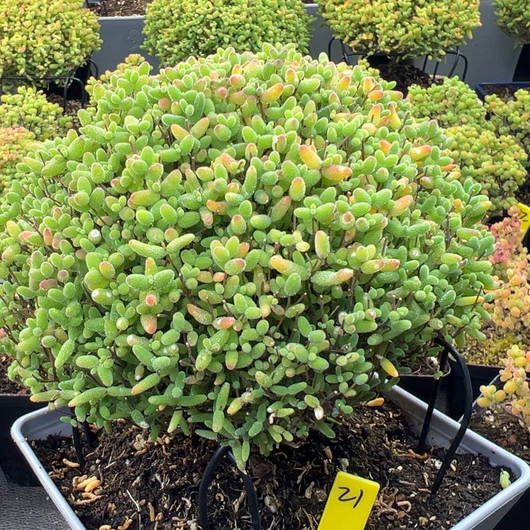 蜜橘糖球冠服15cm盆21号