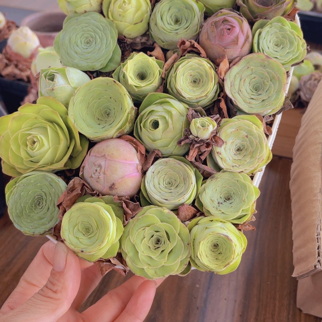 保底25颗以上量拍➕花篮