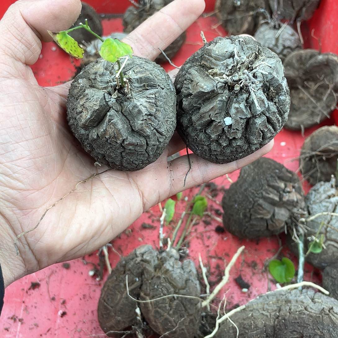 龟甲龙一物一拍1675号2颗