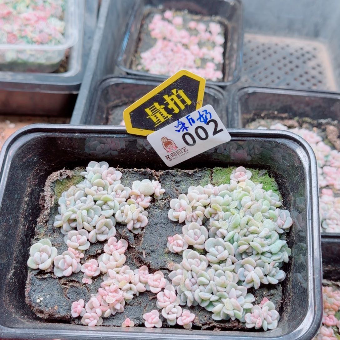 多肉植物多肉植物