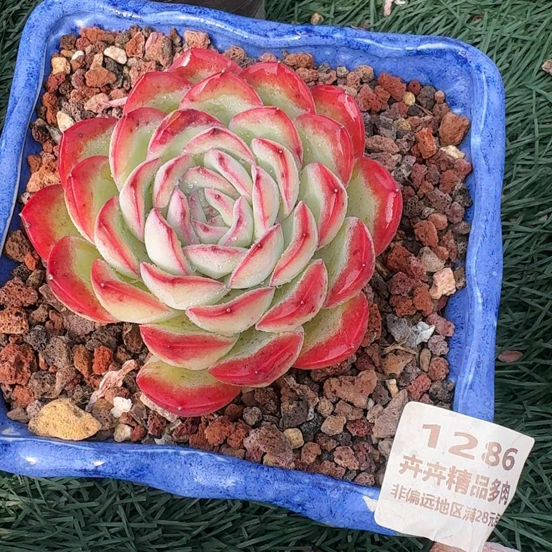 1286 卉卉精品多肉 非偏远地区湖28元段