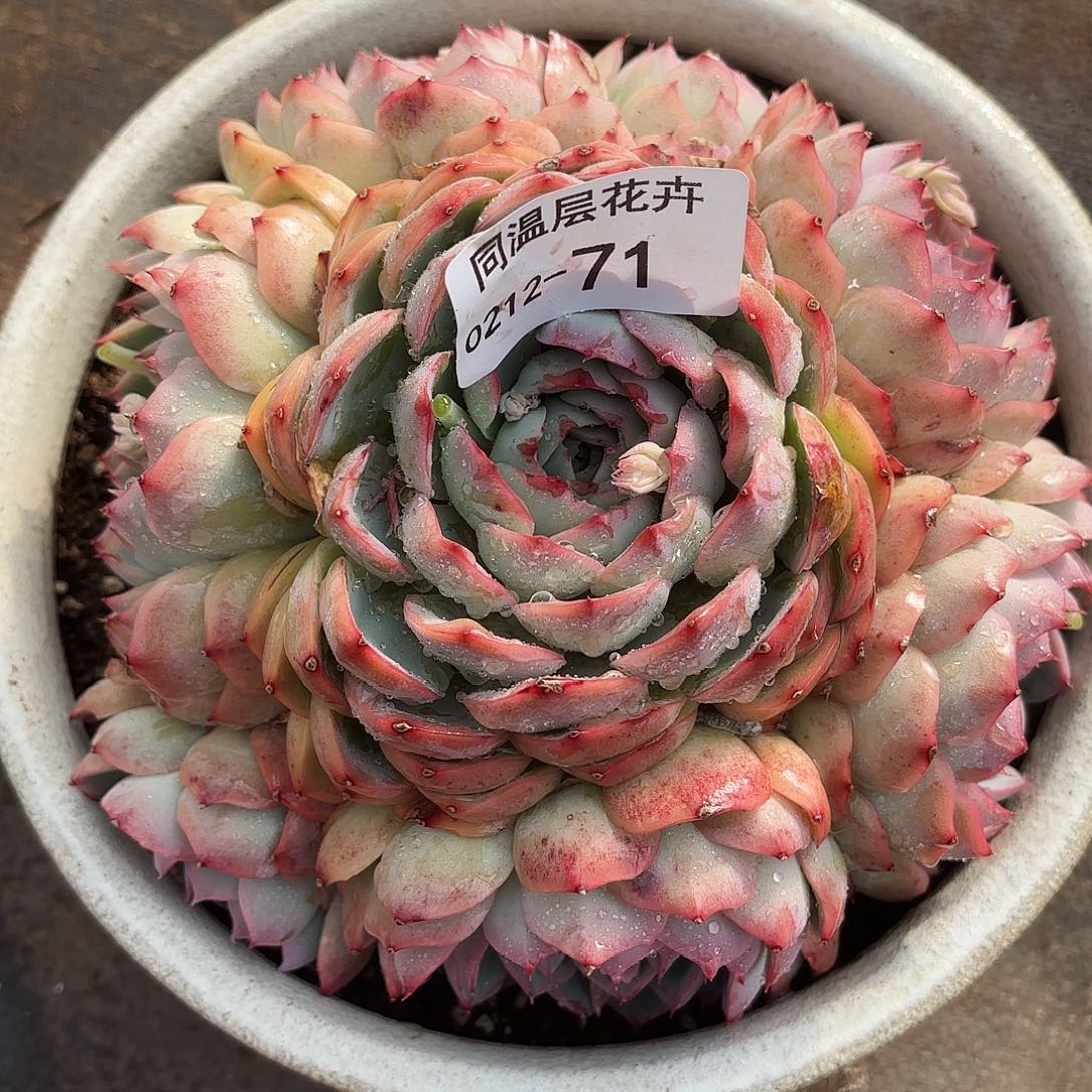 同温层多肉71侧影