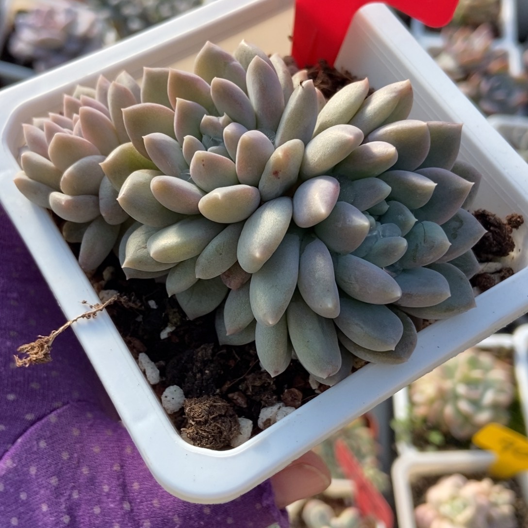 511奶糖多肉植物duorou