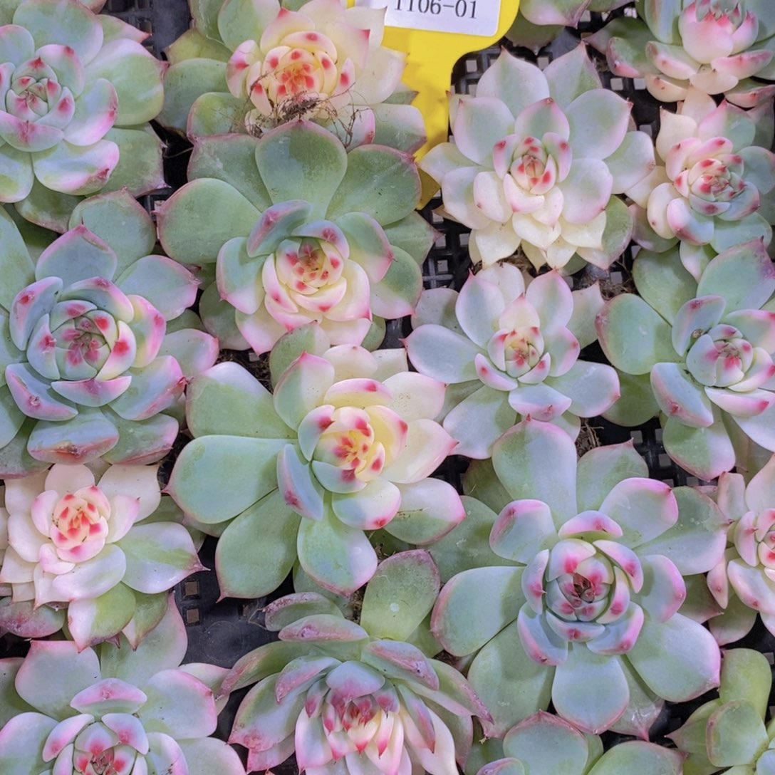 1106-01-福利吉娃娃锦单头一个