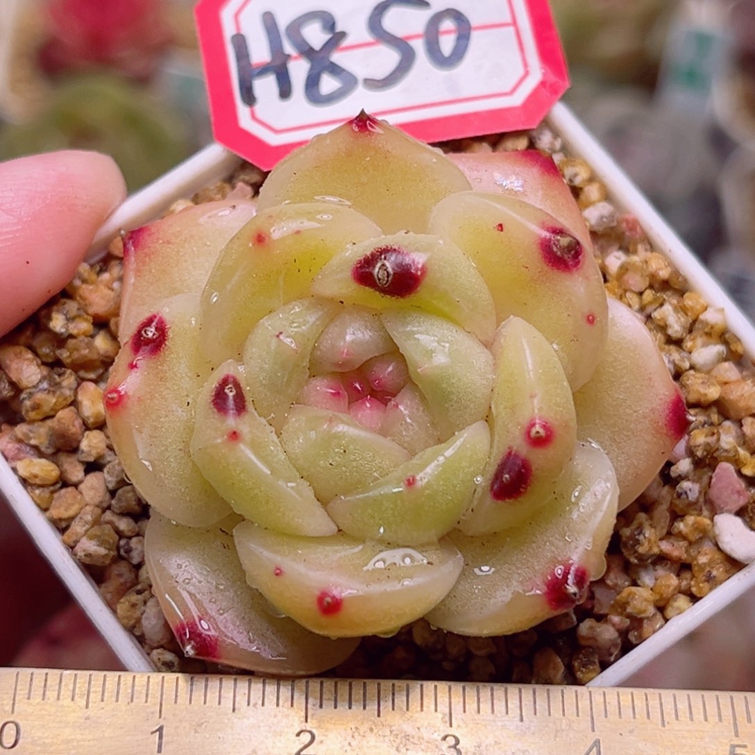 H850 一物一拍 孤品珍妮