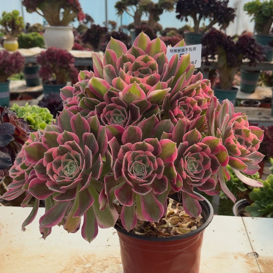 652粉女郎多肉植物法师