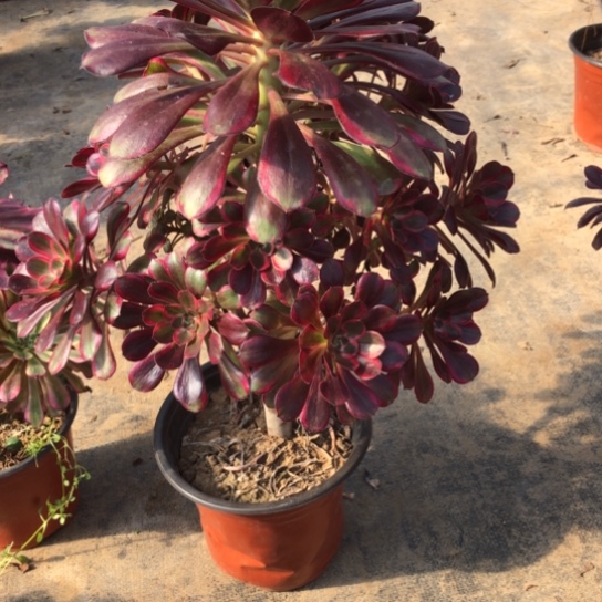 法师多肉植物用****7法师749