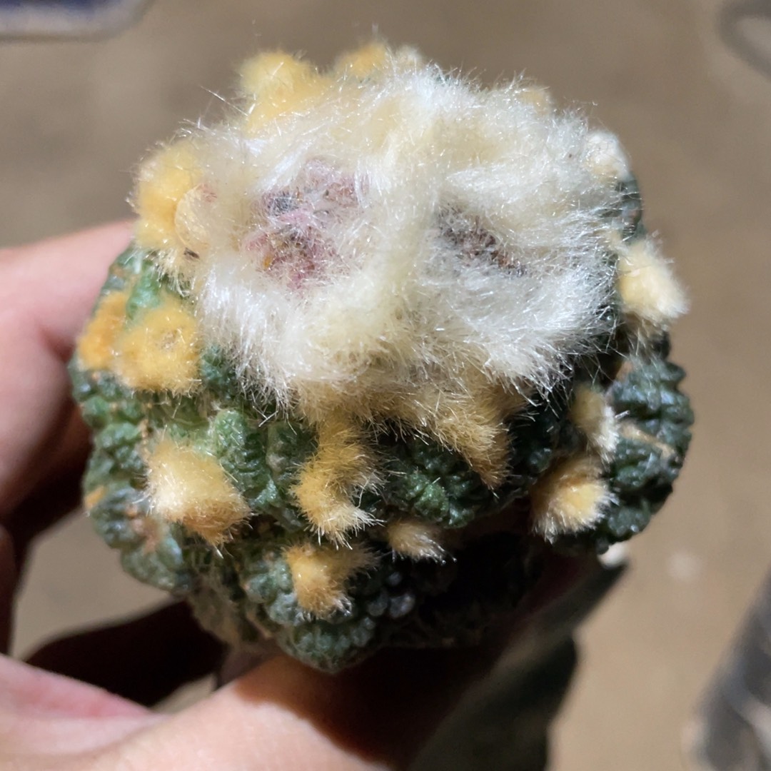 仙人球开花 856 仙人球