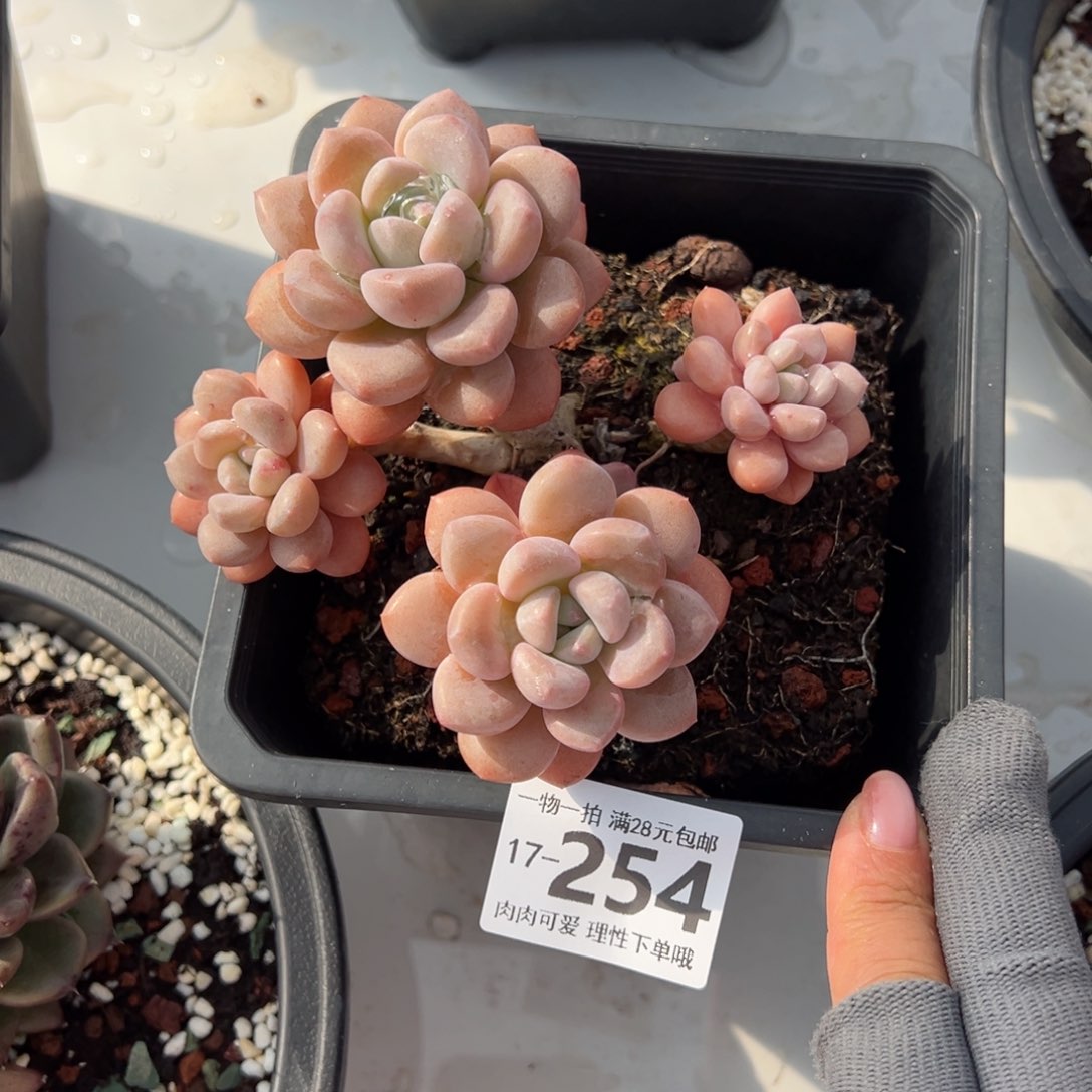 白鹭多肉多肉多肉多