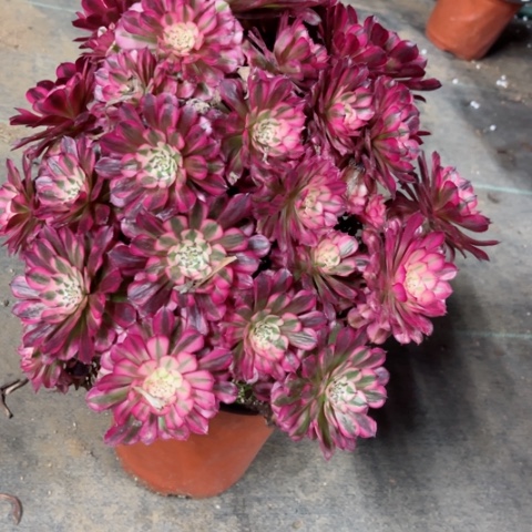 多肉植物铜壶白锦。