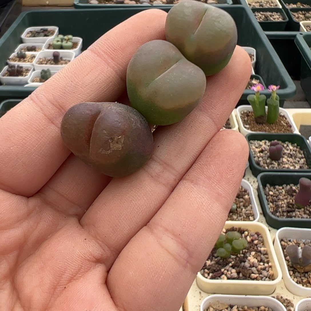 319 好看的多肉冲冲冲