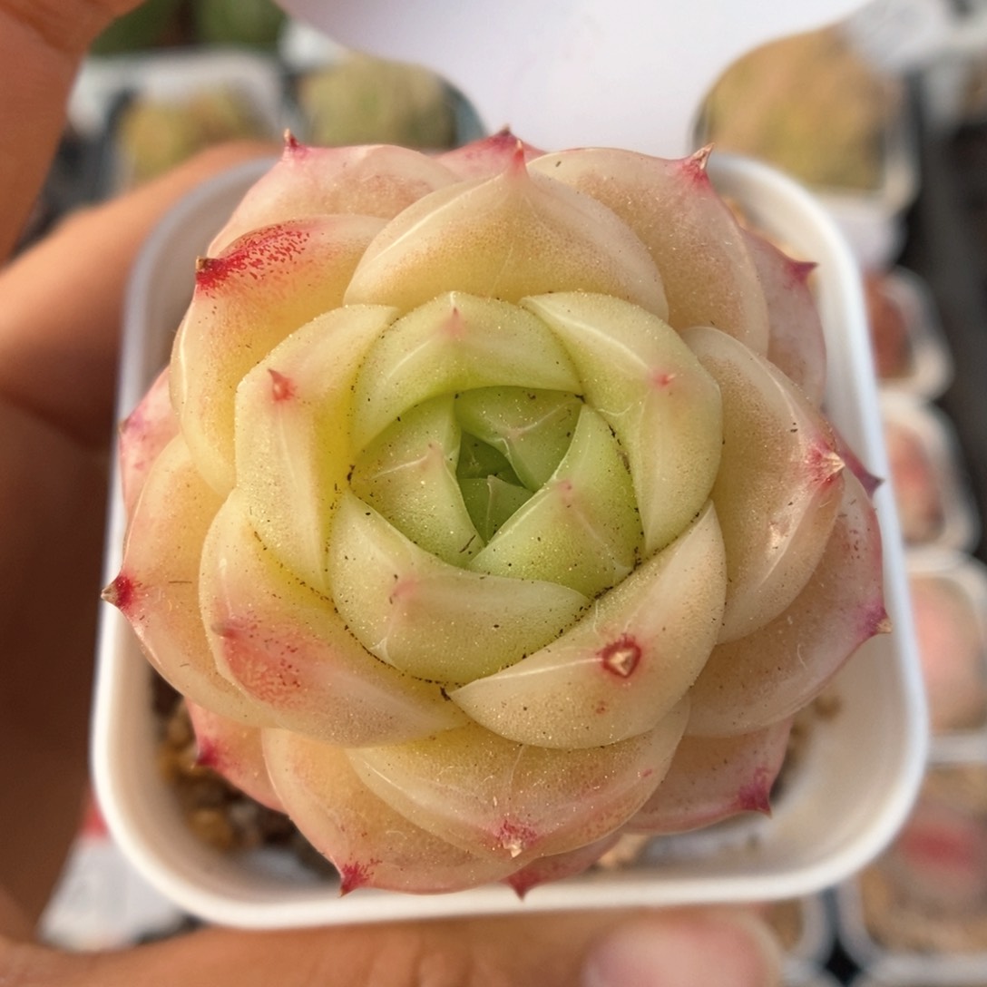 蜜蜡麦秆可拍382号。  