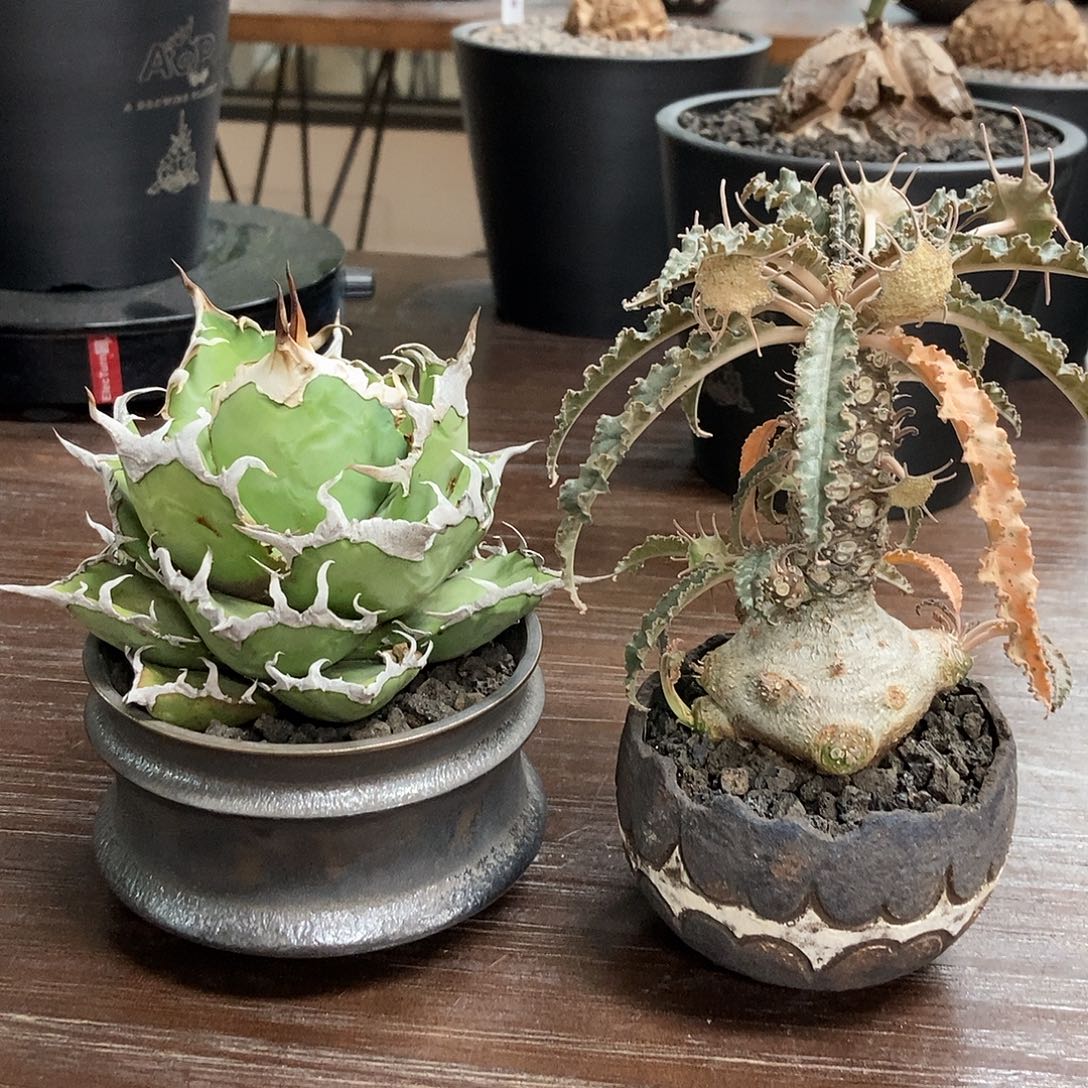 凯撒琉桑顺丰包邮