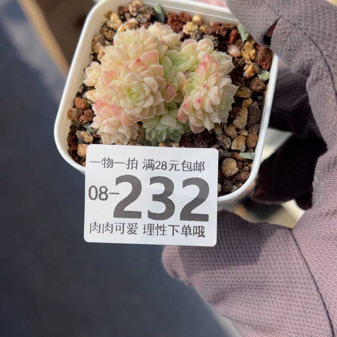 若雪多肉多肉多肉