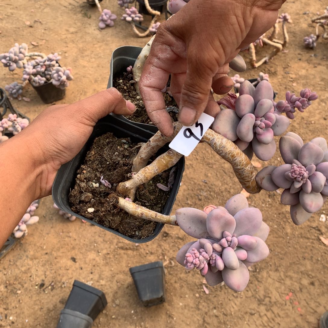 93一物一拍桃蛋桃霜各一颗