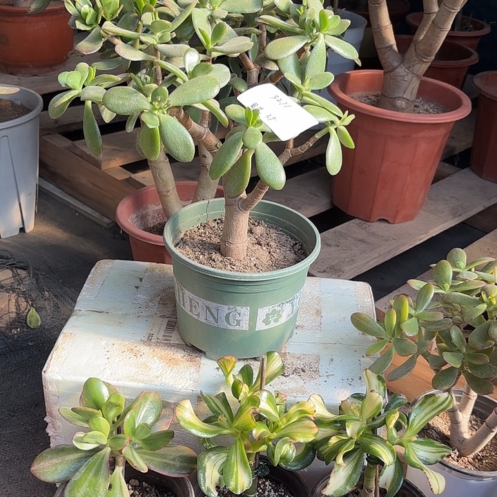 发***先当前无花栽培后可以开花韩国紫叶35