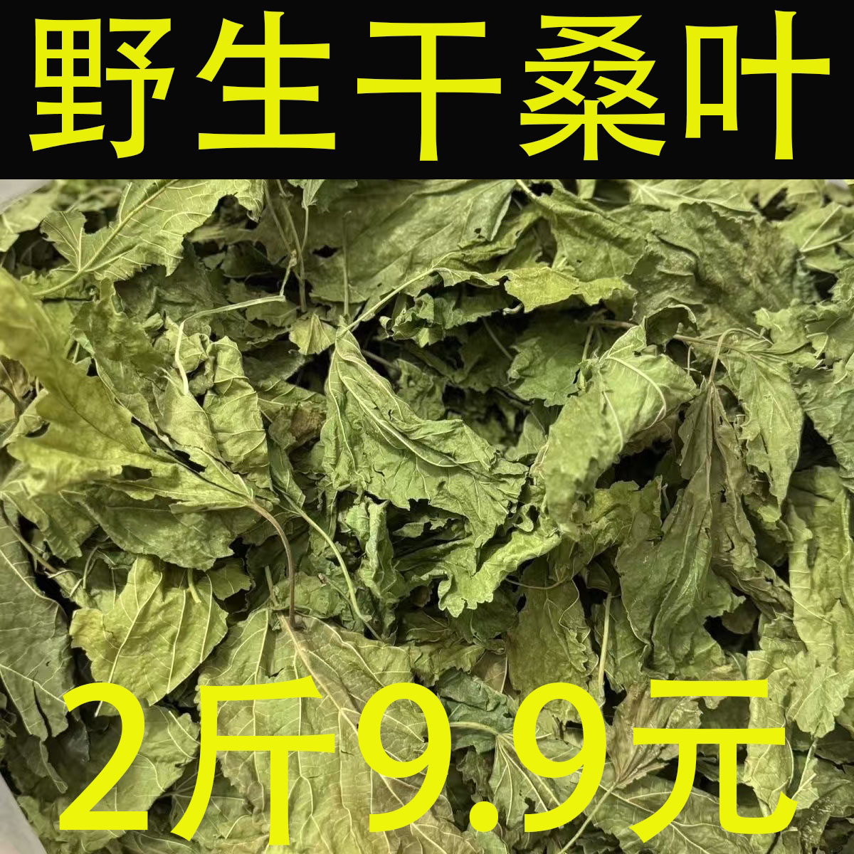 山东桑树叶桑叶霜后桑叶霜桑叶冬桑叶绿桑叶黄桑叶原产地农家发货