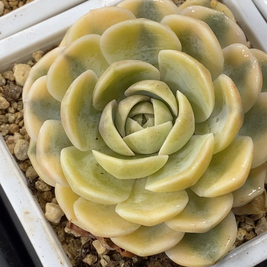 1129汉堡锦 小方花圃一物一拍