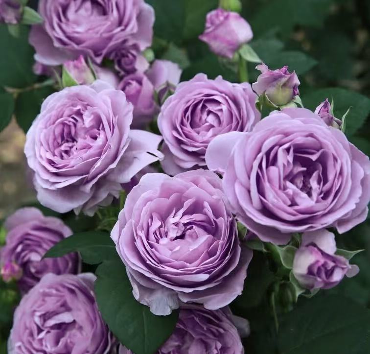 唐 【醉红妆＋蓝色风暴】阳台室内外星花怒放绿植盆栽