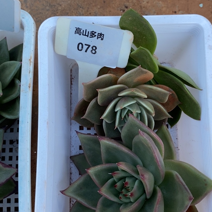 D078- 直播福利 框拍