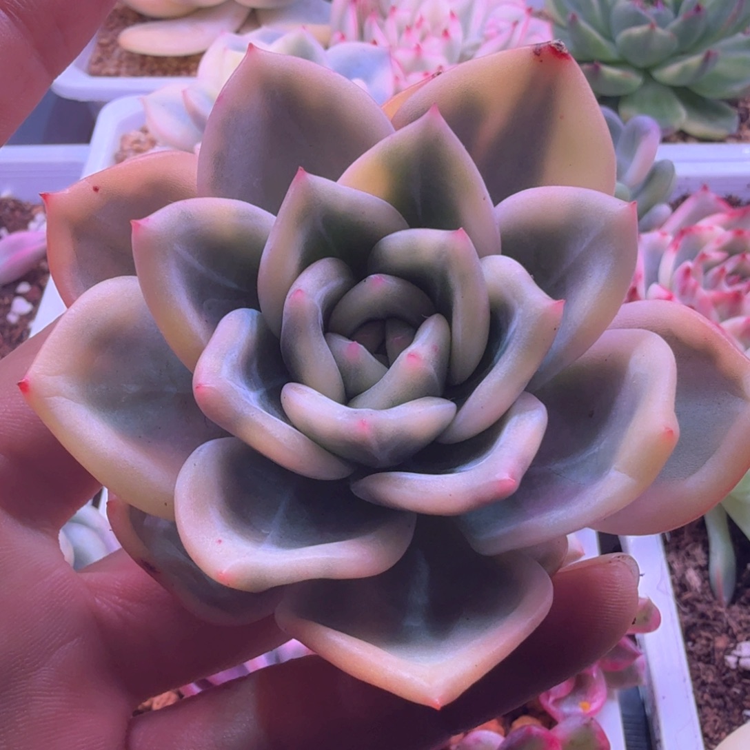 伊丽莎白锦 多肉植物