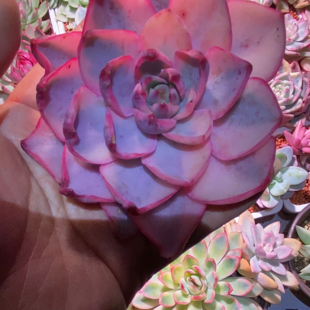 不开花植物赫拉锦