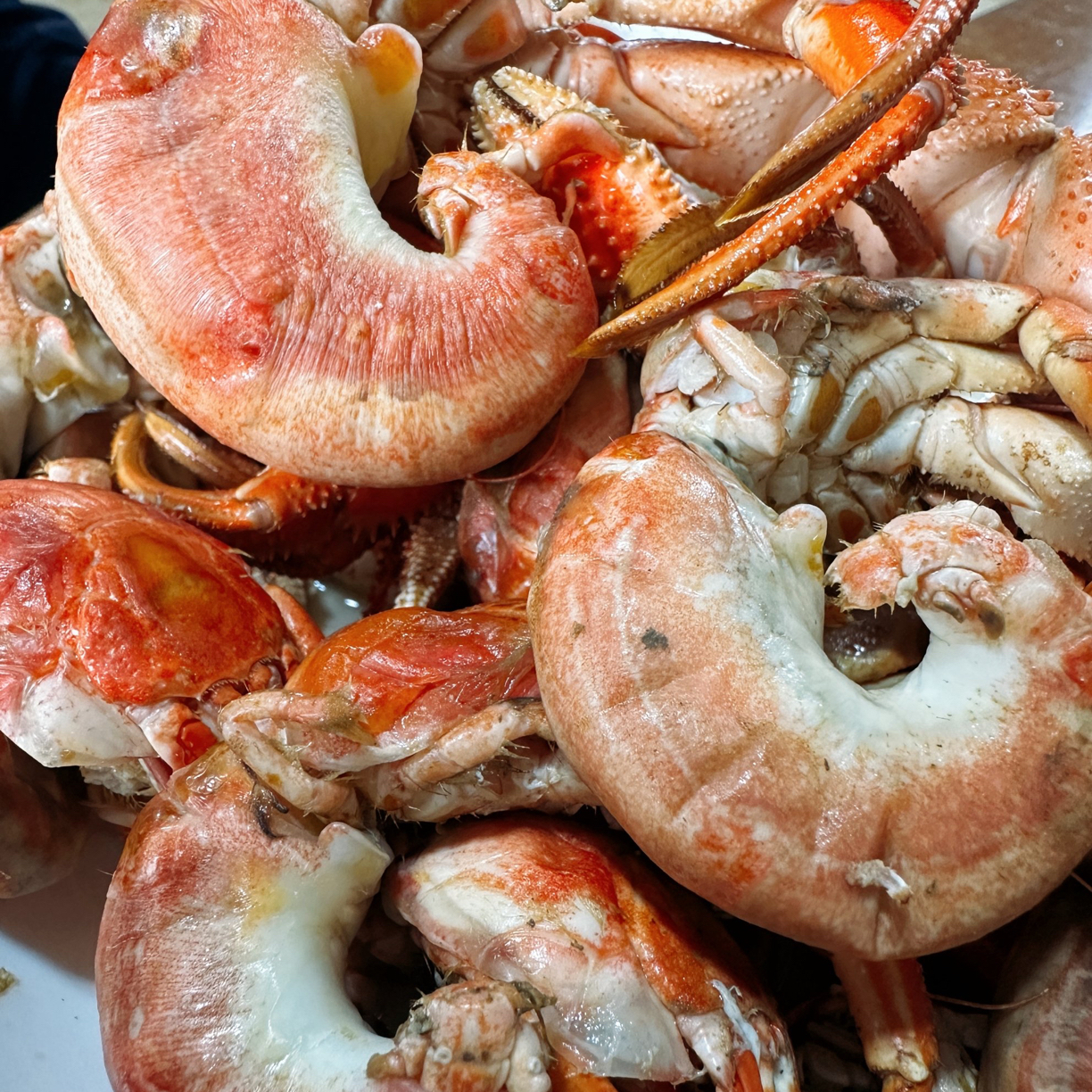 大连野生虾怪【鲜活发货】顺丰个别有沙虫带籽介意勿拍【保鲜不保活】