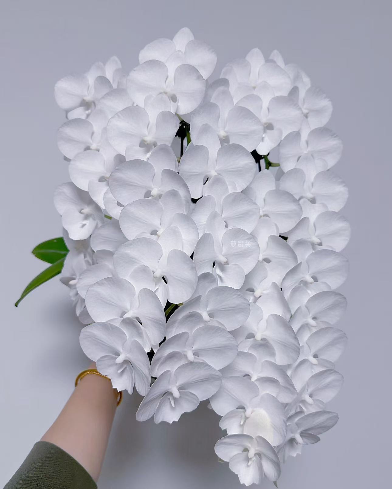 【白天鹅】蝴蝶兰白色系花卉盆景室内桌面小花基地直发