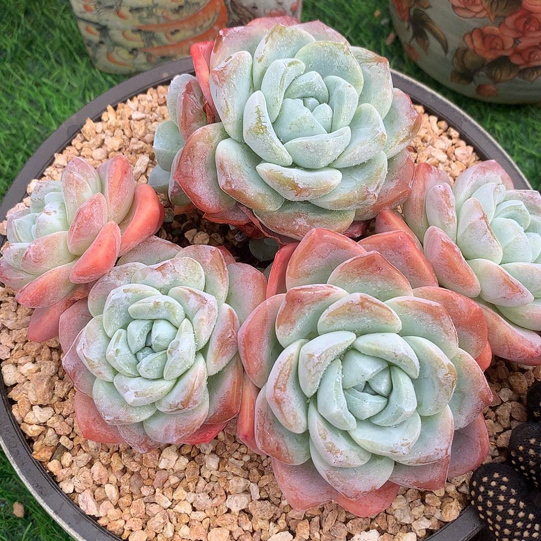 冰玉16 公分一物一拍