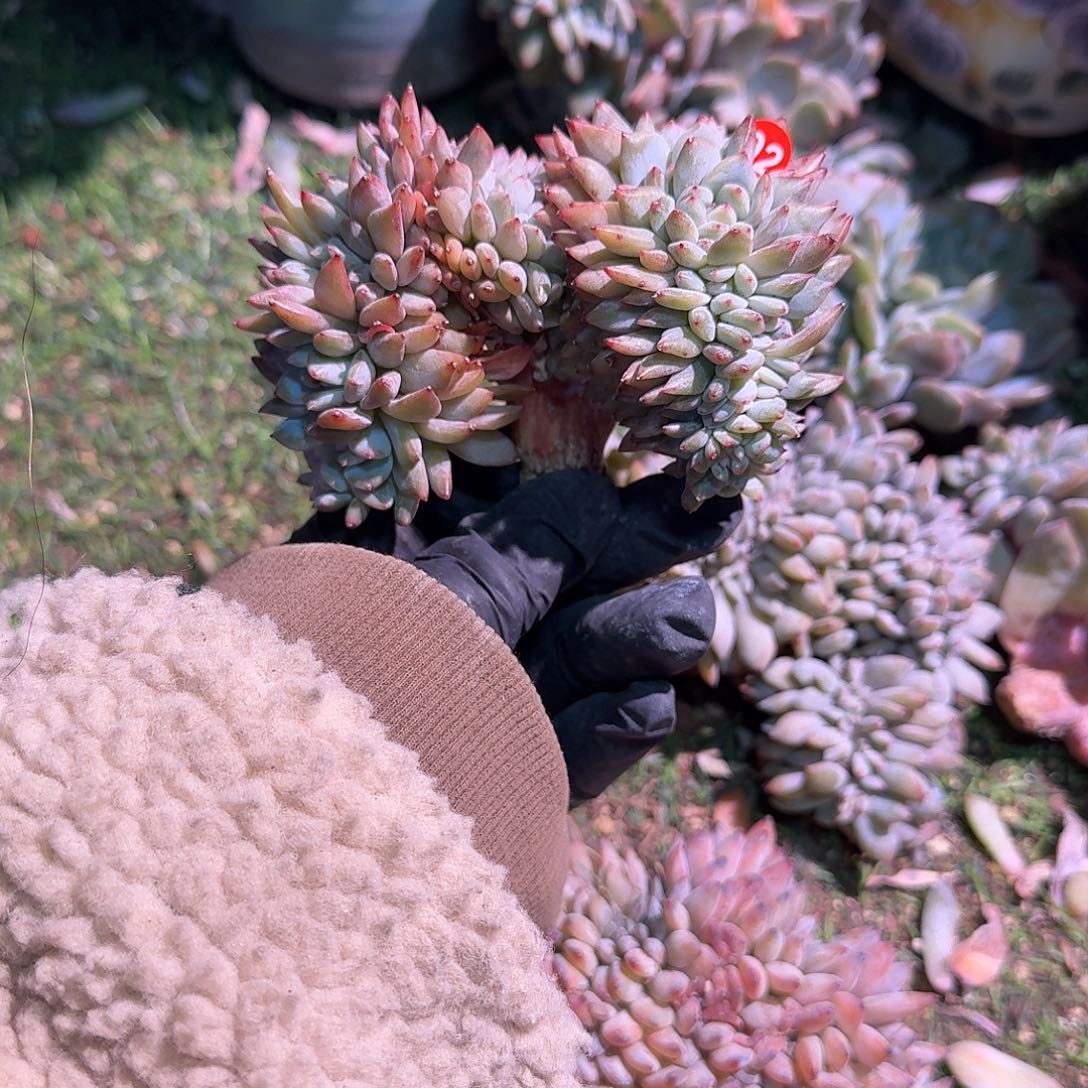 朵开30头带缀呀呀呀呀