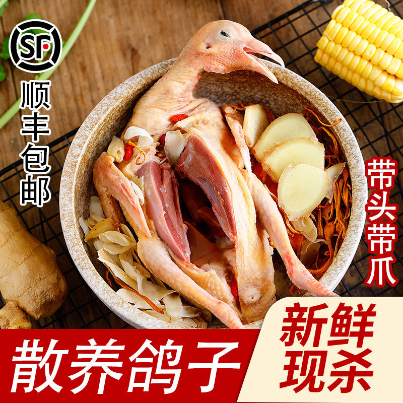【到手6只】杂粮喂养新鲜宰杀鸽子肉急冻锁鲜顺丰包邮