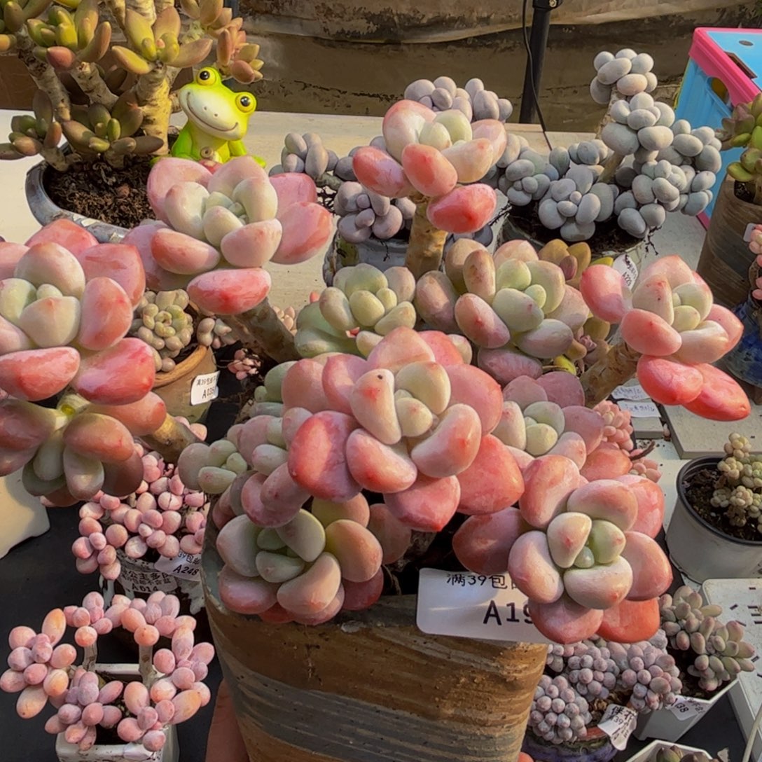 199/15cm樱花洛神多肉植物