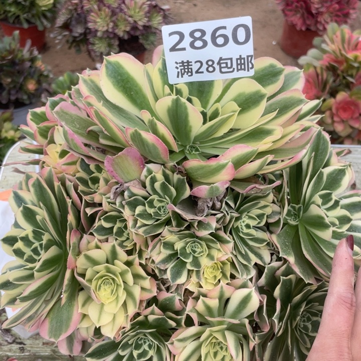2860二号棚白风多肉植物A