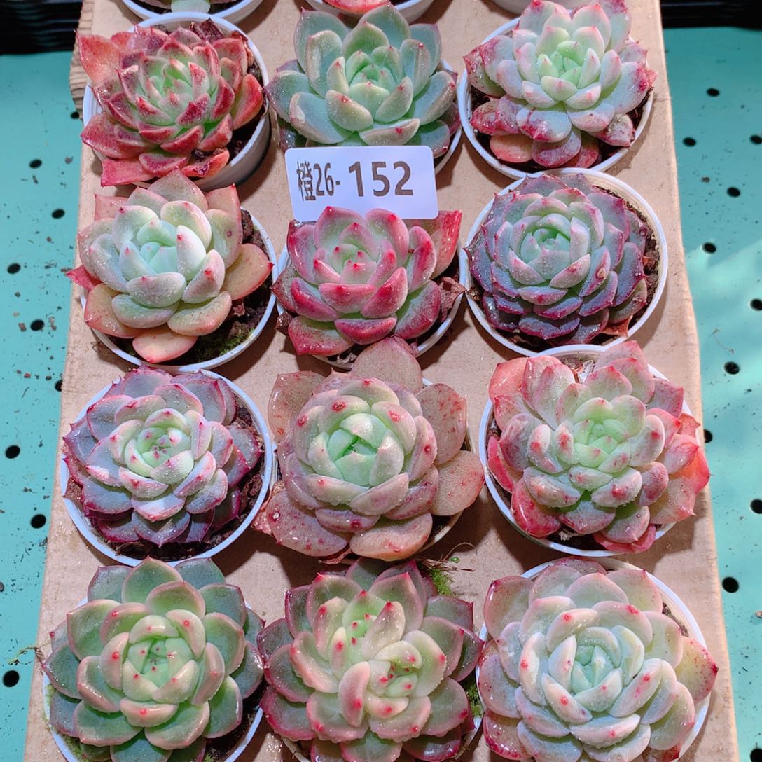26-152一物一拍多肉带盆18颗