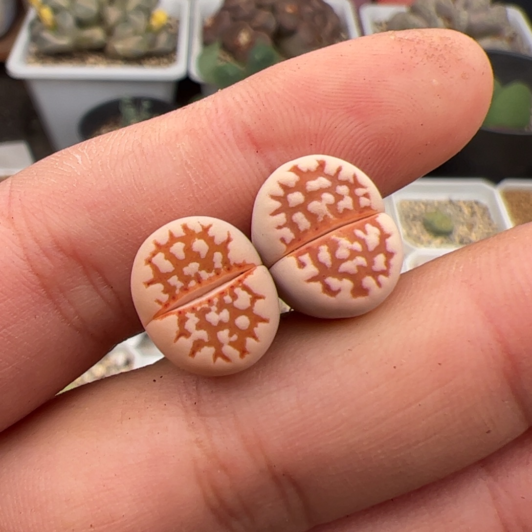 富****036号黄金线 多肉植物