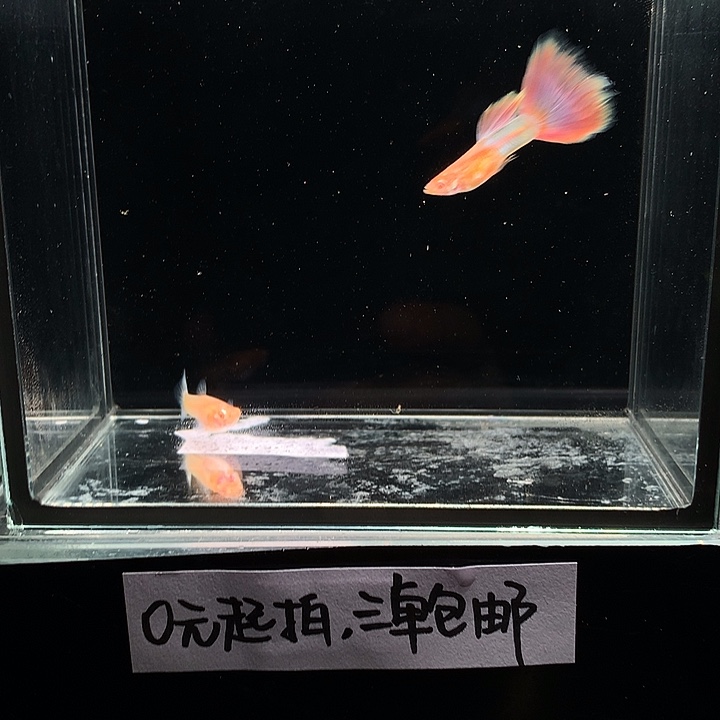 孔雀鱼天使彩虹一对