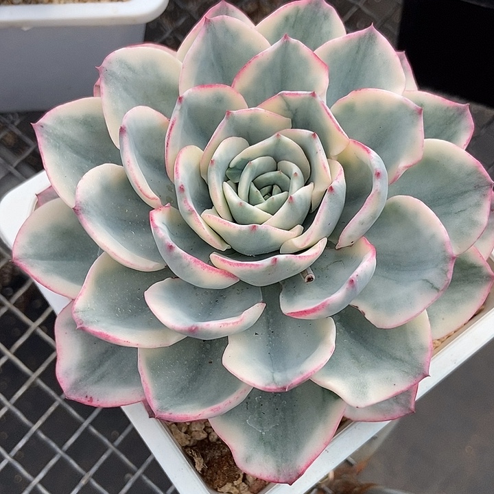 奶油黄桃锦老桩多肉