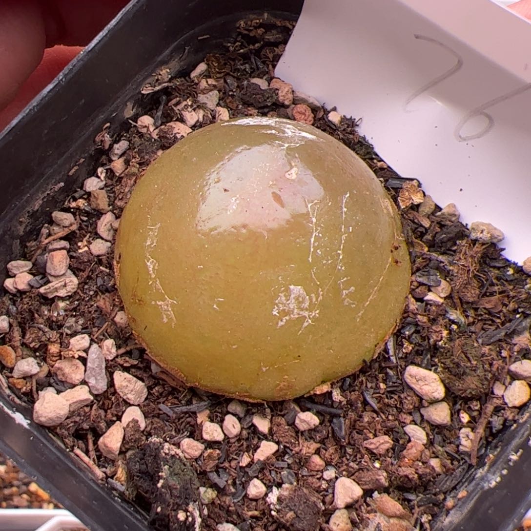 8.4大灯泡3.5左右多肉植物76