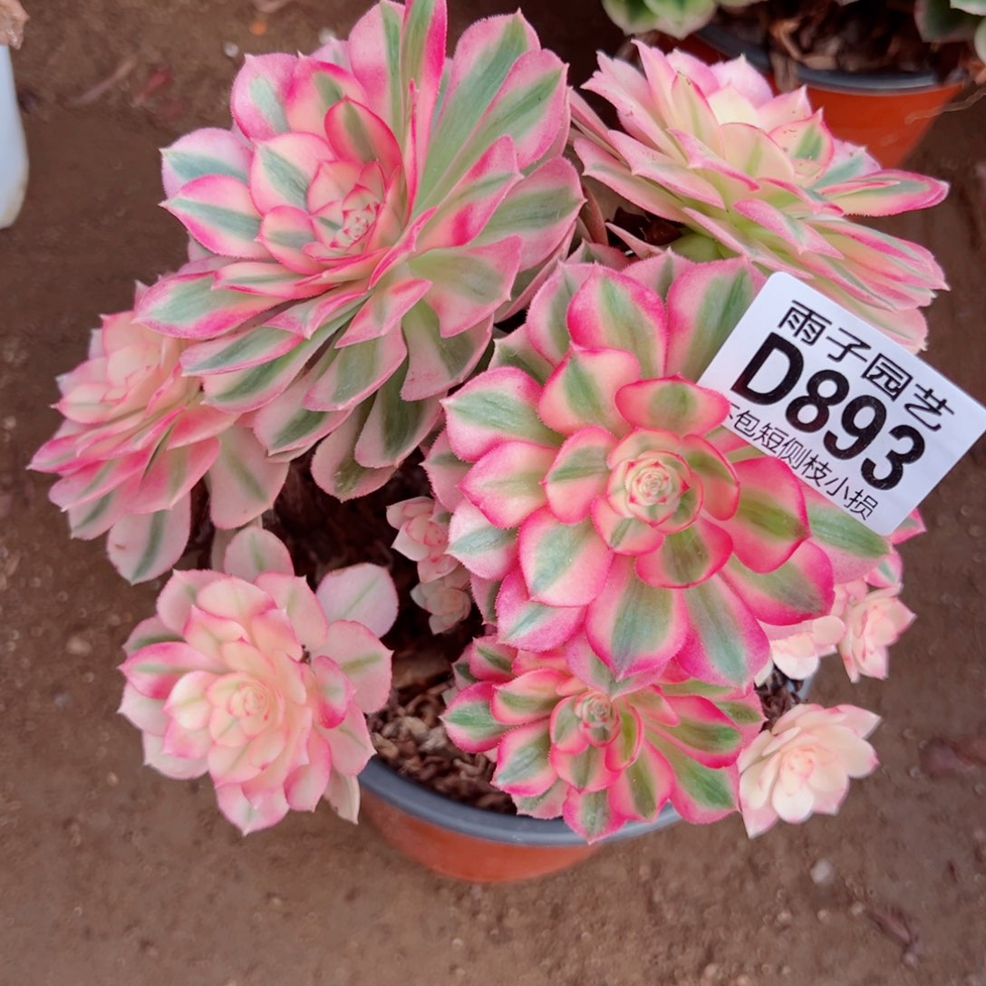 893倾城尺寸特价雨子多肉植物