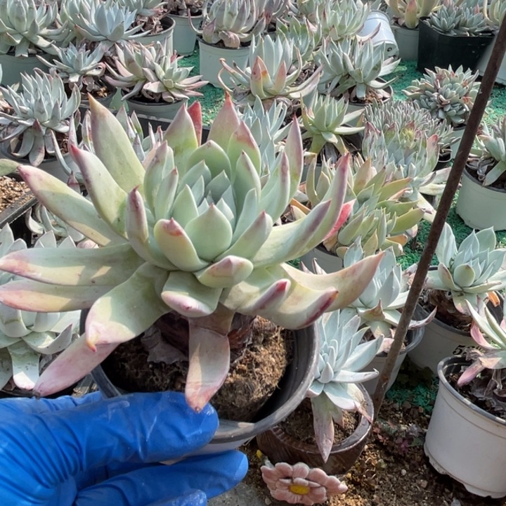 554号雪山杂多肉植物