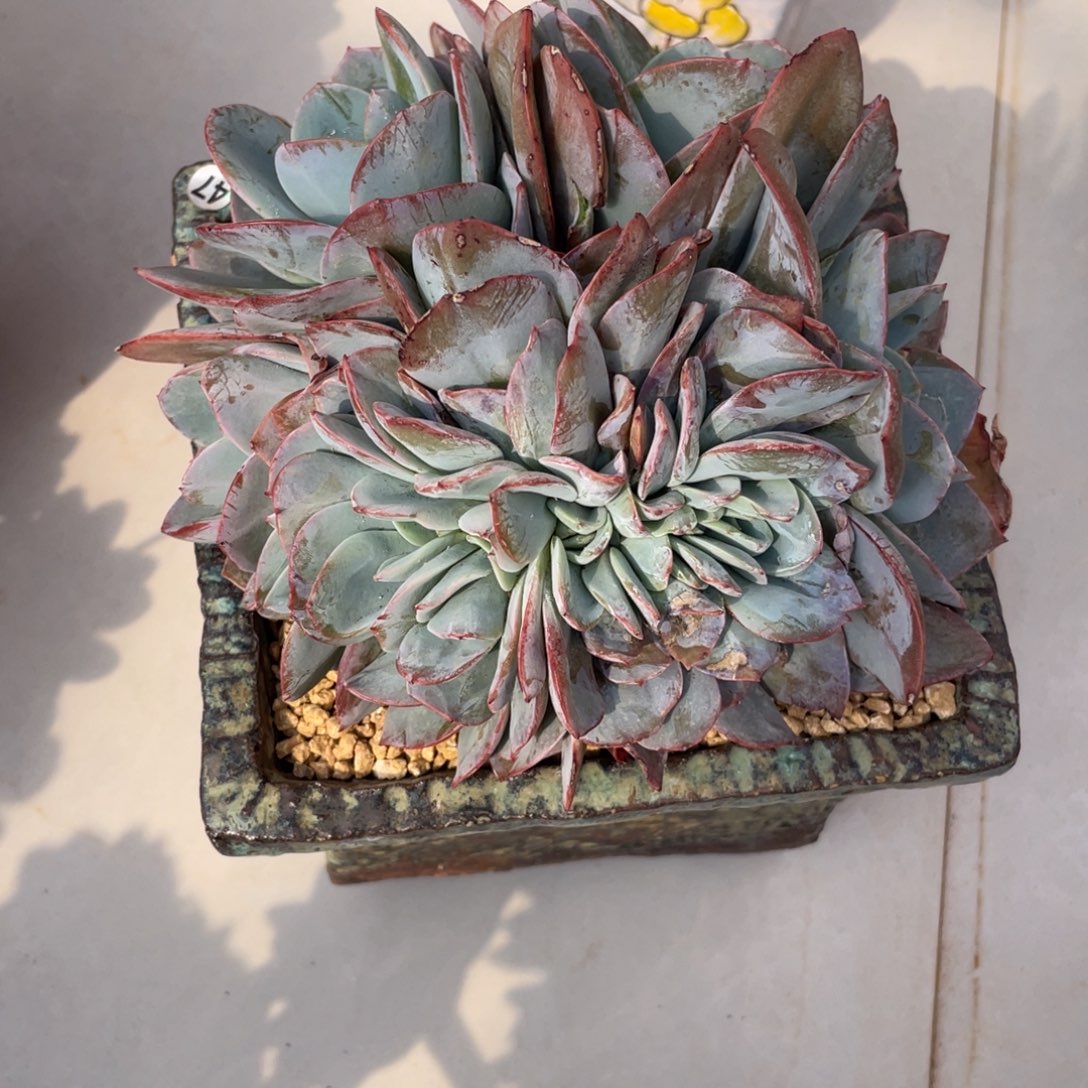 布鲁兰缀化多肉多肉